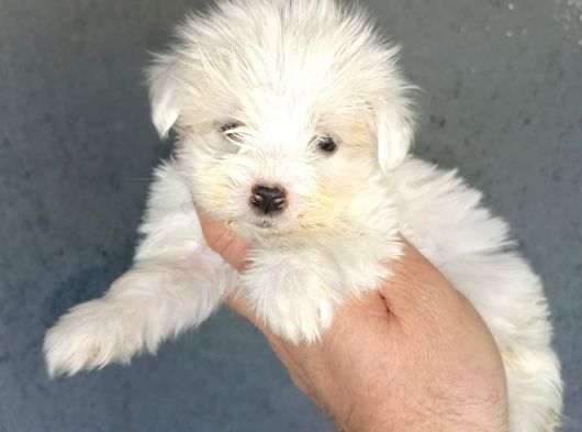 Maltese Yavrular Hazir