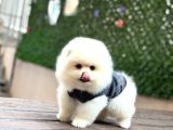 Teacup Ayi Surat Pomerani̇an Boo Yavrular