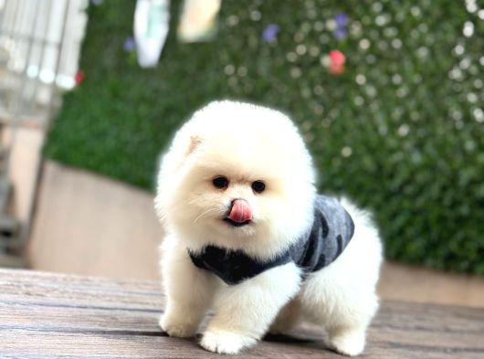 Teacup Ayi Surat Pomerani̇an Boo Yavrular görsel