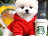 TEACUP AYI SURAT POMERANİAN BOO YAVRULAR