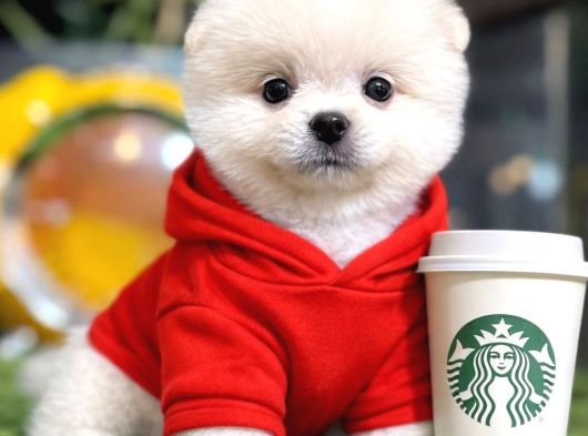 Teacup Ayi Surat Pomerani̇an Boo Yavrular