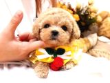 Maltipoo Bebeklerim Korean