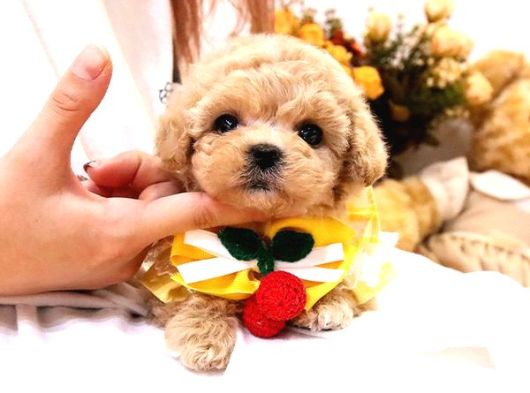 Maltipoo Bebeklerim Korean görsel