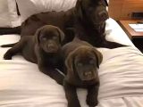 Ruhsatlı Köpek Çiftliğinden Labrador Yavruları