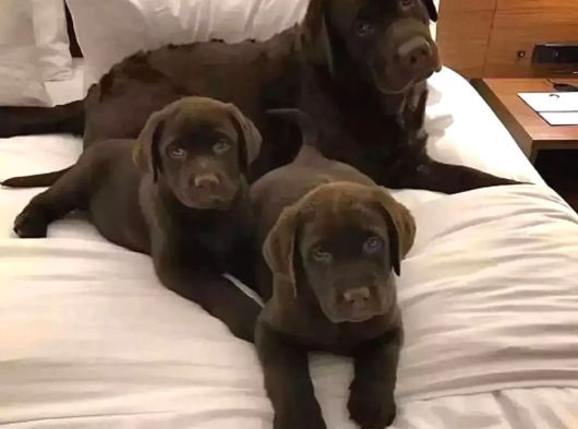 Ruhsatlı Köpek Çiftliğinden Labrador Yavruları görsel