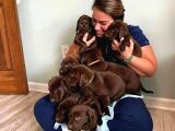 Ruhsatlı Köpek Çiftliğinden Labrador Yavruları