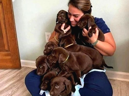 Ruhsatlı Köpek Çiftliğinden Labrador Yavruları görsel