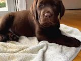 Ruhsatlı Köpek Çiftliğinden Labrador Yavruları