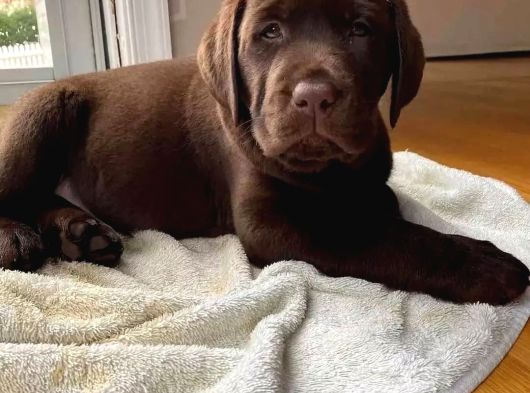 Ruhsatlı Köpek Çiftliğinden Labrador Yavruları