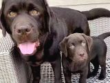 Ruhsatlı Köpek Çiftliğinden Labrador Yavruları