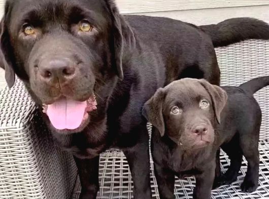 Ruhsatlı Köpek Çiftliğinden Labrador Yavruları görsel