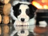 Oyucincu ve zeki SAFKAN Border Collie Yavruları