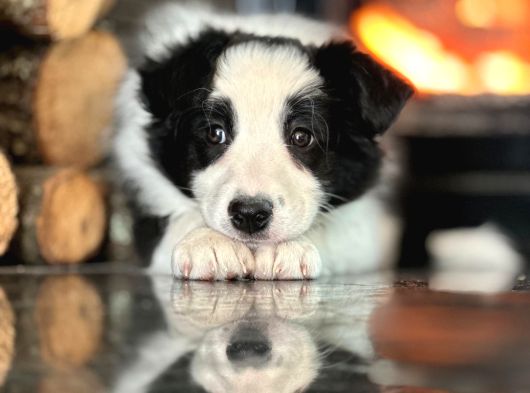 Oyucincu Ve Zeki Safkan Border Collie Yavruları