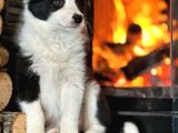 Oyucincu Ve Zeki Safkan Border Collie Yavruları