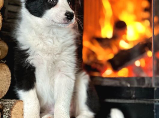 Oyucincu Ve Zeki Safkan Border Collie Yavruları görsel