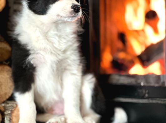 Oyucincu Ve Zeki Safkan Border Collie Yavruları görsel
