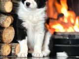 Oyucincu Ve Zeki Safkan Border Collie Yavruları