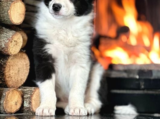 Oyucincu Ve Zeki Safkan Border Collie Yavruları görsel