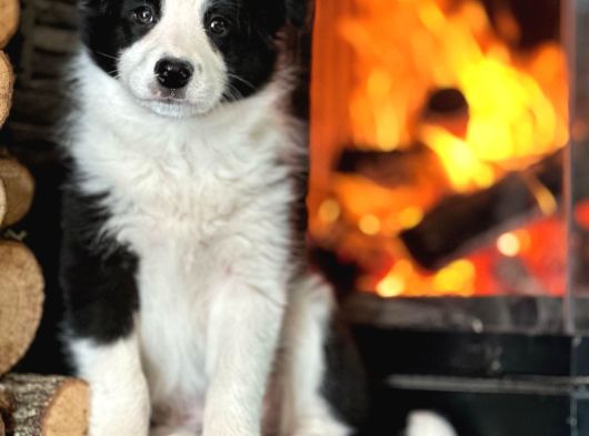 Oyucincu Ve Zeki Safkan Border Collie Yavruları görsel