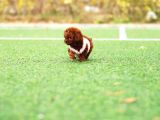 21 Şampi̇yon Kab Hattindan Toy Poodle Bebeği̇mi̇z