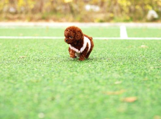 21 Şampi̇yon Kab Hattindan Toy Poodle Bebeği̇mi̇z görsel