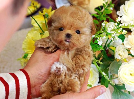 Şeker Topuu Tadinda Malti̇poo Bebeği̇mi̇z görsel