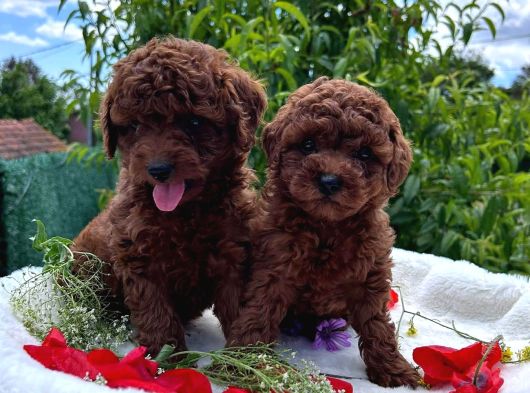 İstanbulun Ball Küpleri̇ Uygun Fi̇yat