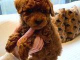 Poodle Çiftliğinden Mükemmel Poodle Yavrularımız