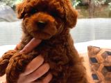 Poodle Çiftliğinden Mükemmel Poodle Yavrularımız