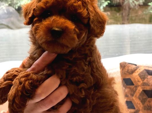 Poodle Çiftliğinden Mükemmel Poodle Yavrularımız görsel
