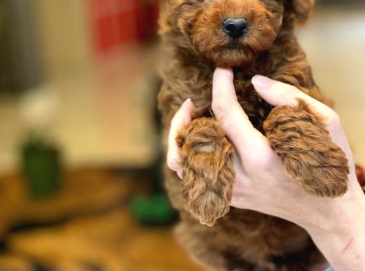Oyuncak Ayıcık Görünümlü Red Poodle Yavrularımız görsel