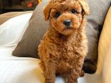 Teddy surat Kore kan Toy Poodle yavrularımız