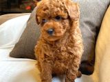 Teddy Surat Kore Kan Toy Poodle Yavrularımız