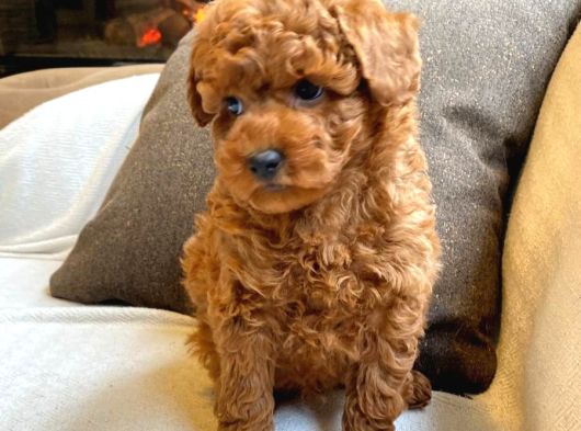 Teddy Surat Kore Kan Toy Poodle Yavrularımız görsel