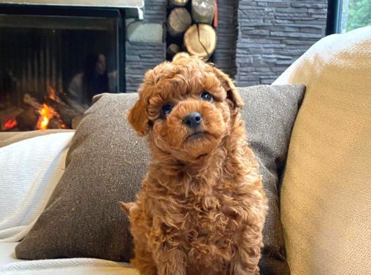 Teddy Surat Kore Kan Toy Poodle Yavrularımız görsel