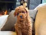 Teddy Surat Kore Kan Toy Poodle Yavrularımız