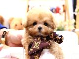 Bayram Şekeri̇ Malti̇poo Bebekelri̇mi̇z