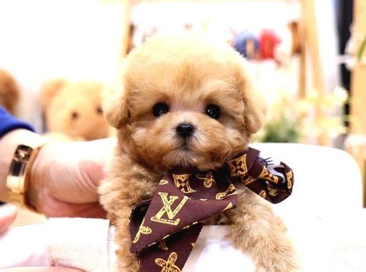 Bayram Şekeri̇ Malti̇poo Bebekelri̇mi̇z görsel