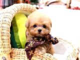 Bayram Şekeri̇ Malti̇poo Bebekelri̇mi̇z