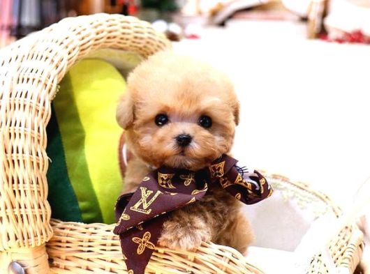 Bayram Şekeri̇ Malti̇poo Bebekelri̇mi̇z görsel