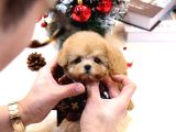 Bayram Şekeri̇ Malti̇poo Bebekelri̇mi̇z