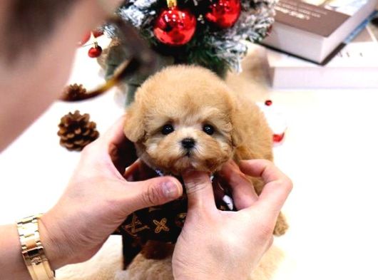 Bayram Şekeri̇ Malti̇poo Bebekelri̇mi̇z görsel