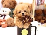 BAYRAM ŞEKERİ MALTİPOO BEBEKELRİMİZ