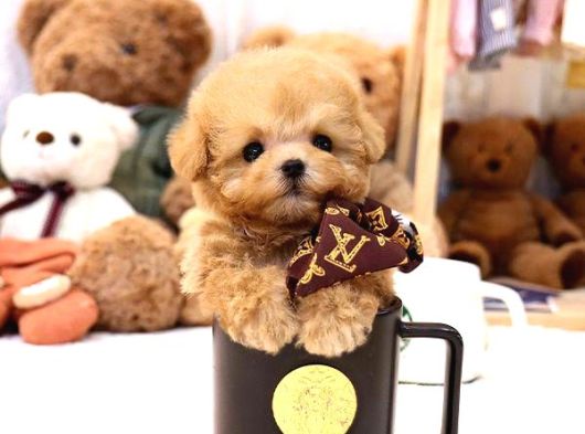 Bayram Şekeri̇ Malti̇poo Bebekelri̇mi̇z