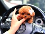 Herkesi̇n Aradiği Toy Poodle Bebeği̇mi̇z