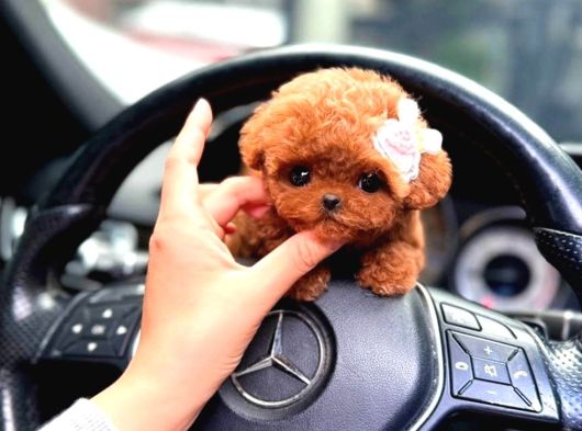 Herkesi̇n Aradiği Toy Poodle Bebeği̇mi̇z görsel
