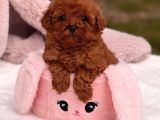 Mini Toy Poodle Yavrular