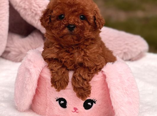 Mini Toy Poodle Yavrular