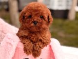 Mini Toy Poodle Yavrular
