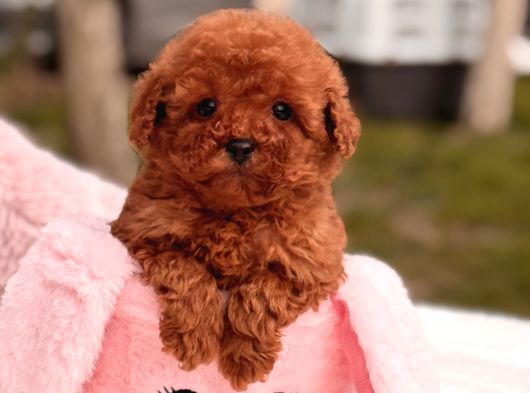 Mini Toy Poodle Yavrular görsel